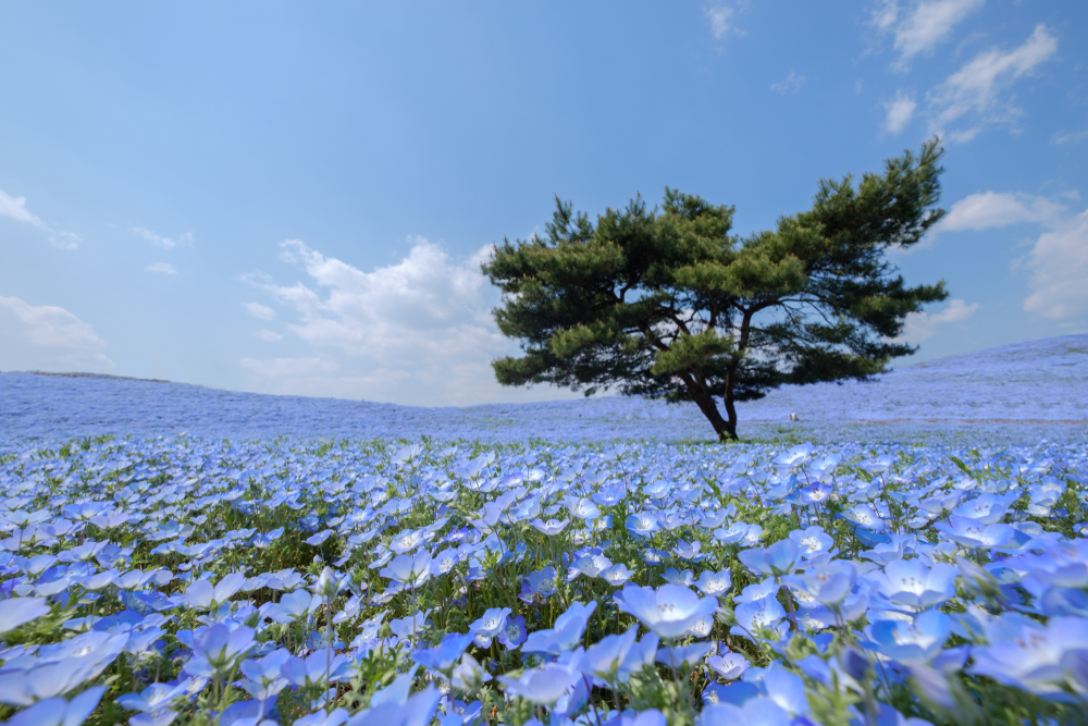 国営ひたち海浜公園