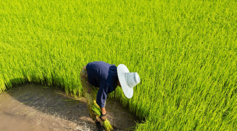農作業をしている女性の画像
